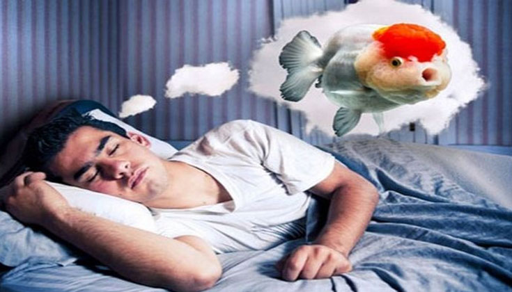 Lô Đề Theo Con Vật Là Gì?